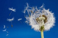 蒲公英怎么傳播種子，通過(guò)風(fēng)力進(jìn)行傳播