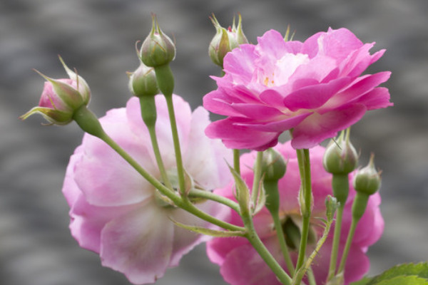 薔薇花是什么季節(jié)開的