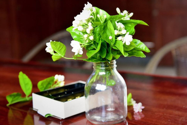 盆栽茉莉的養(yǎng)殖方法和注意事項，每日接受5小時光照