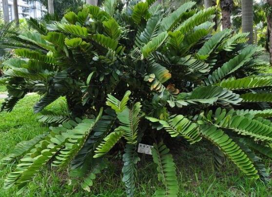 鐵樹品種，細(xì)數(shù)鐵樹最受喜愛八大品種