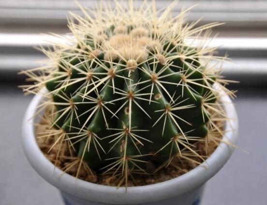 仙人球的作用與功效，美化環(huán)境、凈化空氣