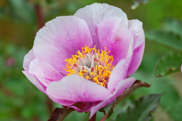 如何養(yǎng)好芍藥花