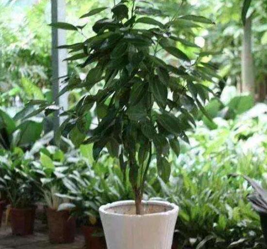 平安樹為什么不發(fā)新芽，三種原因以及解決方法