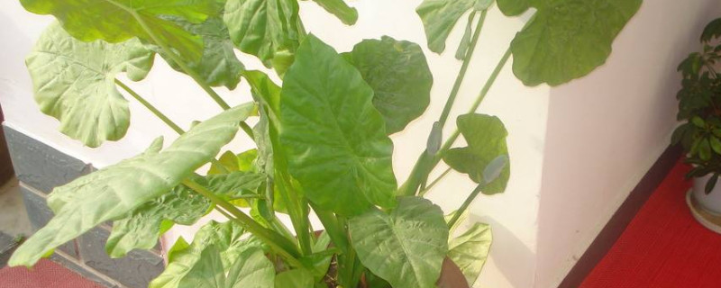 滴水觀音對光照要求