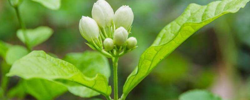 茉莉葉子發(fā)白怎么回事