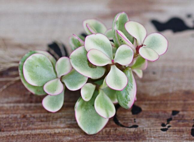 雅樂之舞花怎么養(yǎng)，4種養(yǎng)殖技巧保生長