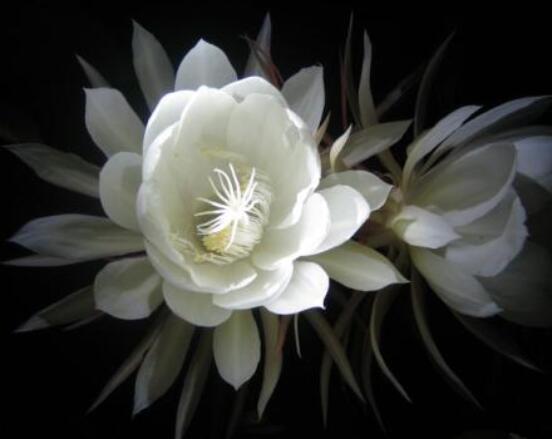 曇花怎么施肥，腐熟的有機肥為主/陰天施肥最佳