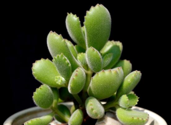 熊童子怎么養(yǎng)才能肥，主要做好四個要點即可