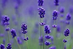 哪個品種的薰衣草最好，推薦以下幾種薰衣草