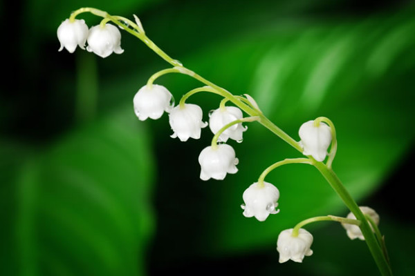 風(fēng)鈴花的寓意是什么