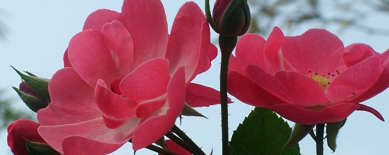 薔薇花為什么會粉變白