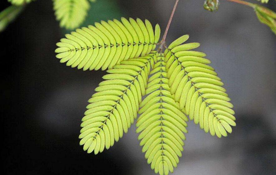 含羞草怎么養(yǎng)長的快，需要養(yǎng)殖在適合生長的環(huán)境中