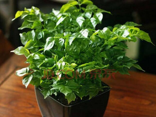 大幸福樹(shù)的修剪步驟圖，小白都能養(yǎng)活的方法技巧