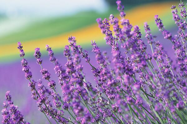 薰衣草花語圖片，薰衣草代表真愛