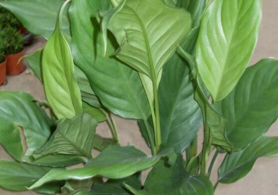 萬年青開花嗎，萬年青栽培三年開花