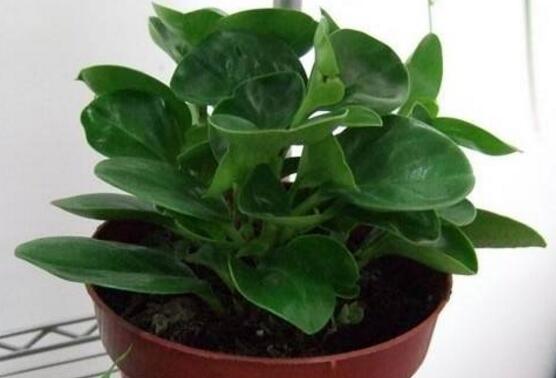 小碧玉怎么養(yǎng)，教你七種簡單易學(xué)基本方法