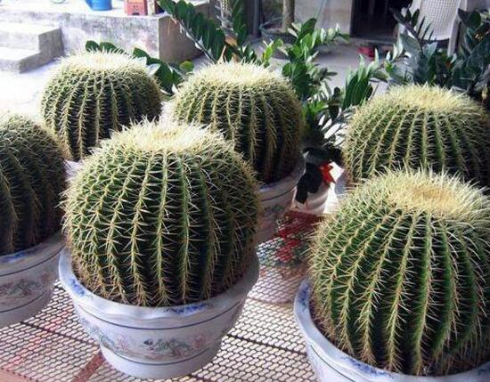 仙人球能治什么病，仙人球的作用與功效