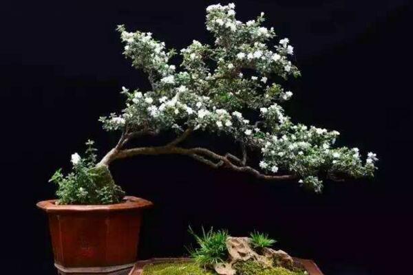 為什么六月雪不開花，以下5種原因都會(huì)導(dǎo)致它不開花