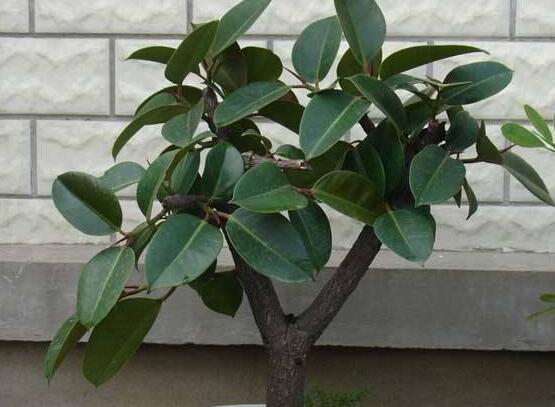 橡皮樹的葉插方法，擇基部下小嫩芽葉片/春秋季節(jié)扦插最佳