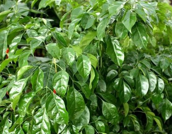 幸福樹種子怎么種，教你六大簡單步驟即可學(xué)會