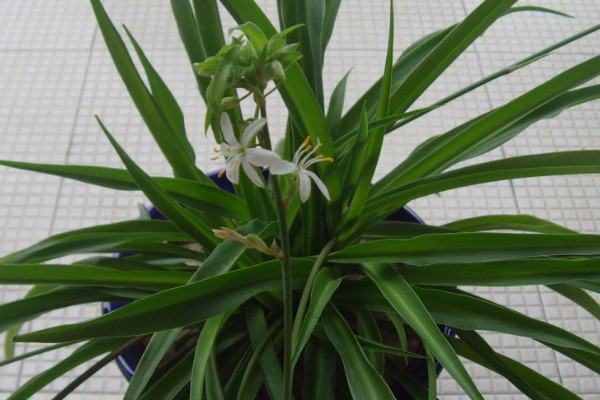 夏季如何養(yǎng)吊蘭