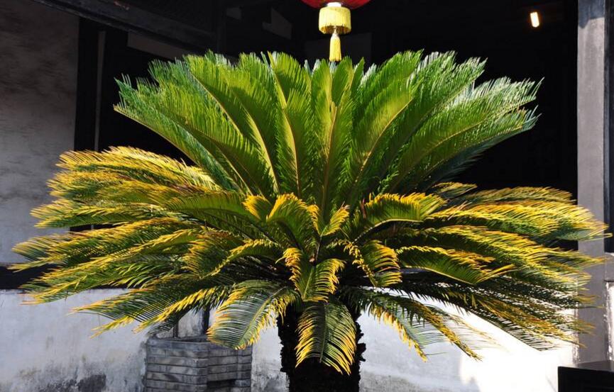 蘇鐵開(kāi)花有什么征兆，開(kāi)花之后是不會(huì)死的