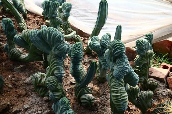 最名貴的仙人球，長相都非常奇特