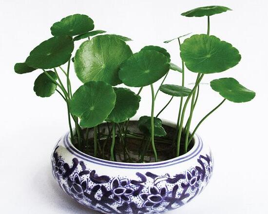 銅錢草葉子邊緣干枯，銅錢草葉子發(fā)黃怎么辦