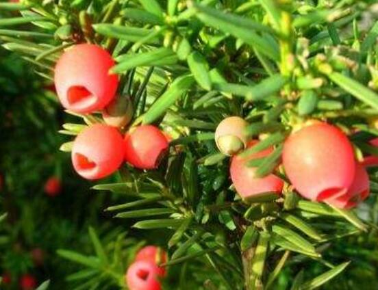 紅豆杉怎么養(yǎng)長(zhǎng)得快，教你六種養(yǎng)殖方法生長(zhǎng)枝繁葉茂