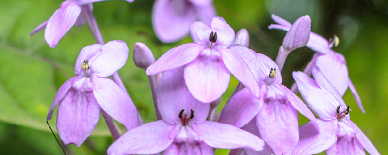 紫羅蘭冬季如何養(yǎng)護(hù)