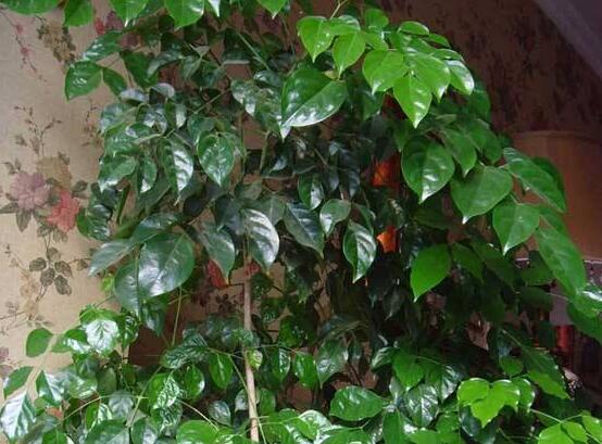 幸福樹種子怎么種，教你六大簡單步驟即可學(xué)會