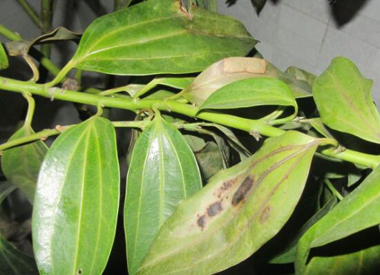 平安樹常見病蟲害有哪些，平安樹的病害防治