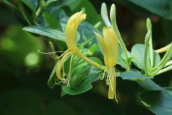 金銀花冬季如何修剪，小寒到立春之間進(jìn)行修剪