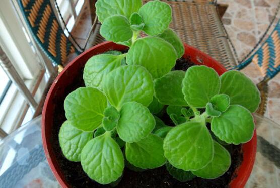 碰碰香怎么養(yǎng)茂盛，只需做好五個(gè)要點(diǎn)盆盆爆滿