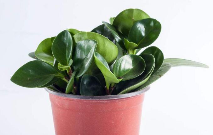 紫葉碧玉怎么養(yǎng)，土壤的選擇很關(guān)鍵