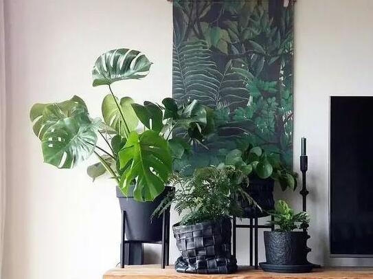 盆栽龜背竹的養(yǎng)殖方法，生長所需的4個方面要點