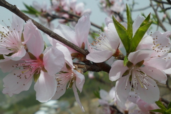 櫻花種植方法和注意事項(xiàng)