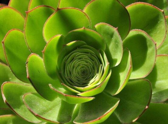 玉樹冬天怎么養(yǎng)，教你六個方法安然過冬