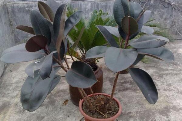 橡皮樹(shù)的修剪方法圖解，橡皮樹(shù)的四種修剪方法