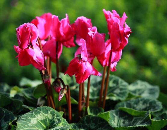 仙客來休眠多長時間，不同環(huán)境不同休眠期(夏季)