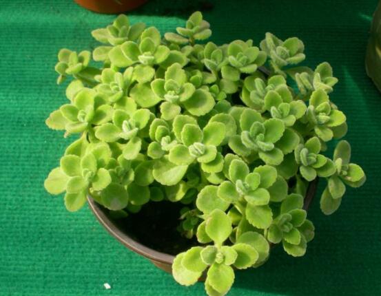 碰碰香能吃嗎，可食/泡茶泡酒香味濃郁、美味可口