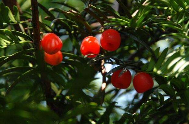 家里紅豆杉的風(fēng)水禁忌，五行多木的人不適合養(yǎng)殖