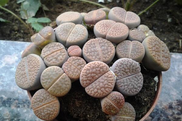 生石花怎么修根，剪去老弱病殘的根系