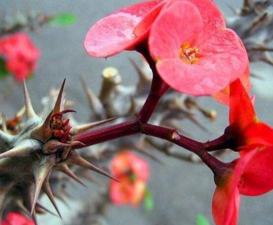 虎刺梅對人身體有害嗎，只需要注意避免接觸即可