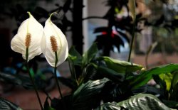 一帆風(fēng)順花葉子發(fā)黃怎么辦，及時采光施肥可以挽救葉子發(fā)黃