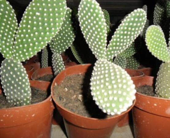 仙人掌沒根能活嗎，能活/傷口消毒晾干、重新移植上盆