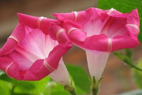 牽?；ㄈ~子黃了是怎么回事