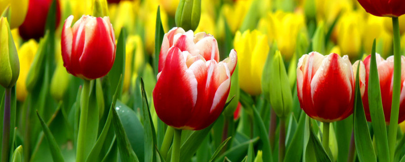 郁金香秋天開(kāi)嗎