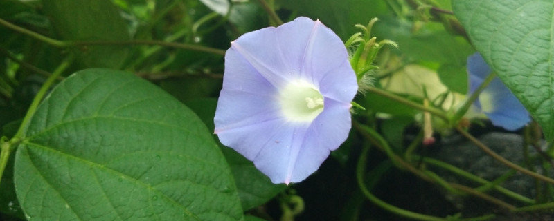 盆栽牽?；S葉怎么辦