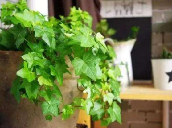 常春藤扦插步驟圖解，老農(nóng)總結(jié)六點最最簡易的基本步驟